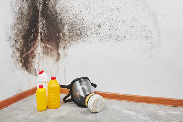 Office Mold Removal Services in Linda, CA