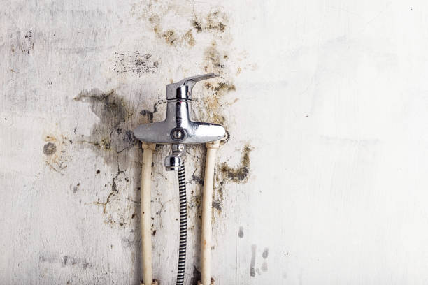 Best Commercial Mold Removal  in Linda, CA