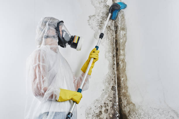 Mold Removal and Inspection in Linda, CA