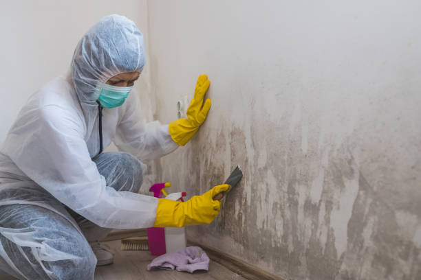 Mold Testing and Removal in Linda, CA