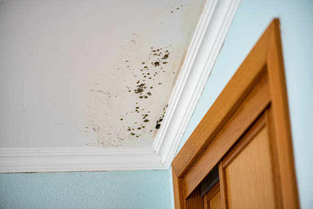 Best Toxic Mold Removal  in Linda, CA