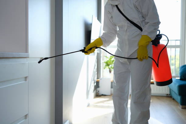 Best Local Mold Removal Service  in Linda, CA