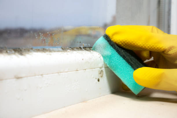 Best Mold Inspection  in Linda, CA