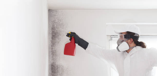 Best Local Mold Removal Service  in Linda, CA