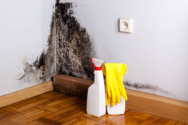 Best Home Mold Removal  in Linda, CA