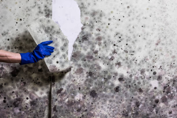 Best Certified Mold Removal  in Linda, CA