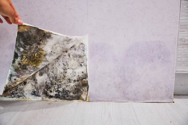 Best Emergency Mold Removal  in Linda, CA